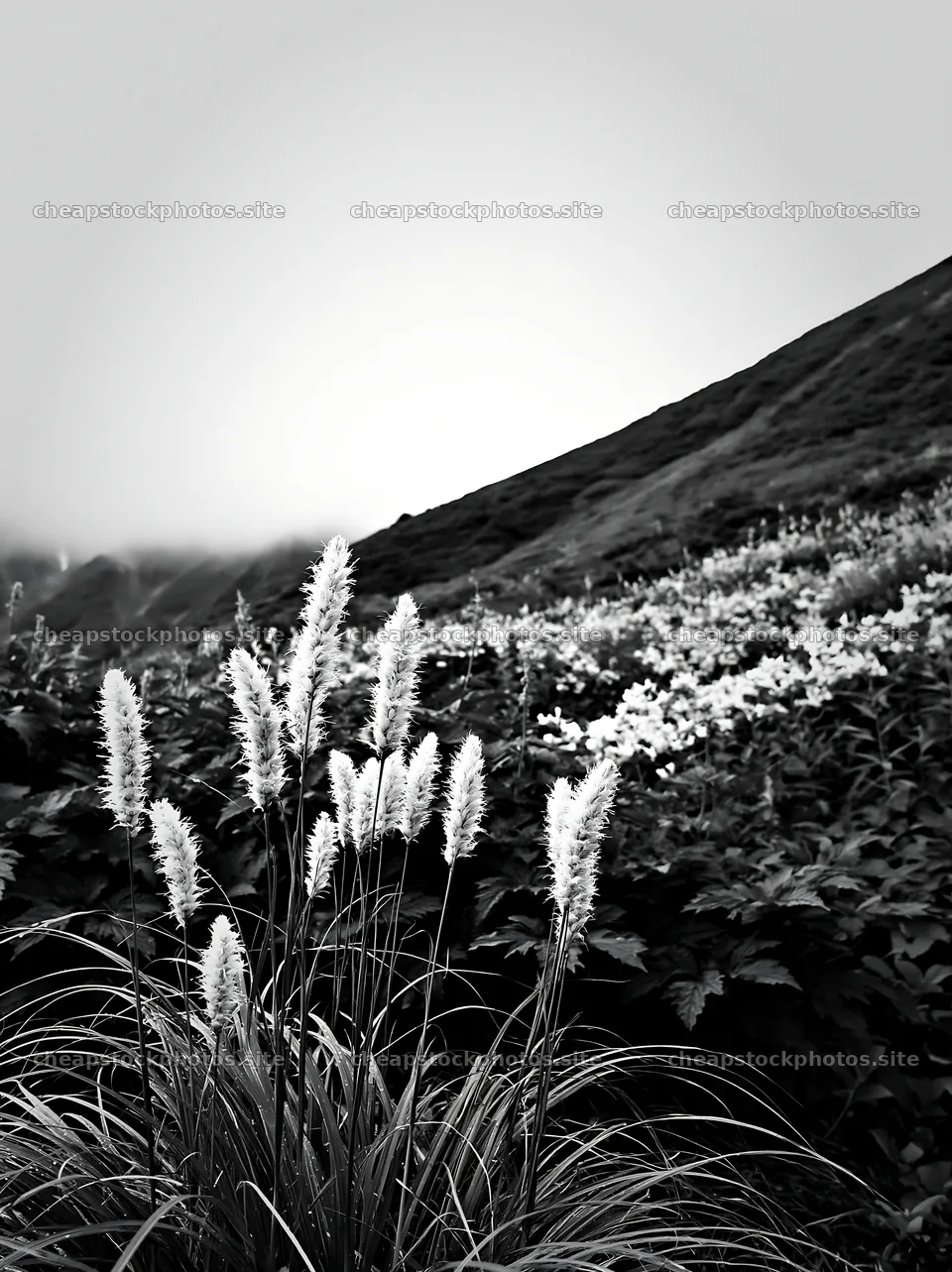 Iwate meadow with seedheads after rain in black and white – stock photos 6866x9174