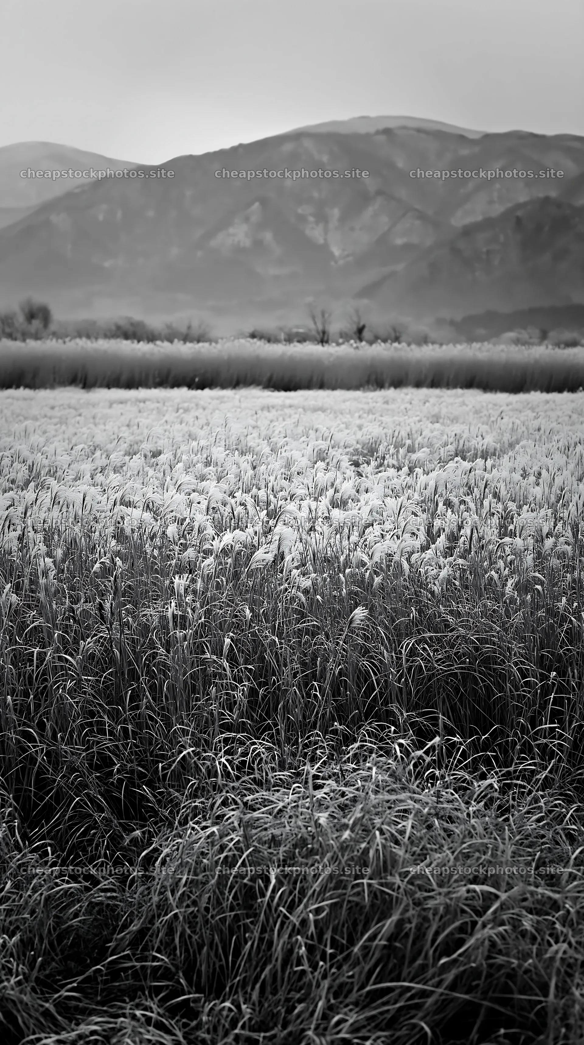 Wetland meadow with reeds in Shiga for climate adaptation – stock photos 5938x10608