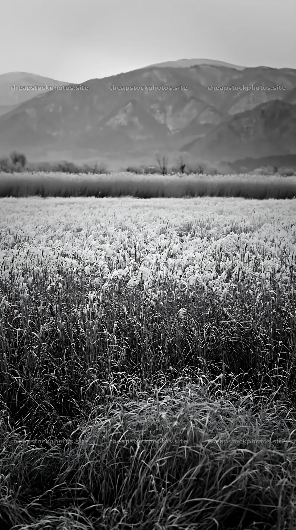 Wetland meadow with reeds in Shiga for climate adaptation – stock photos 5938x10608