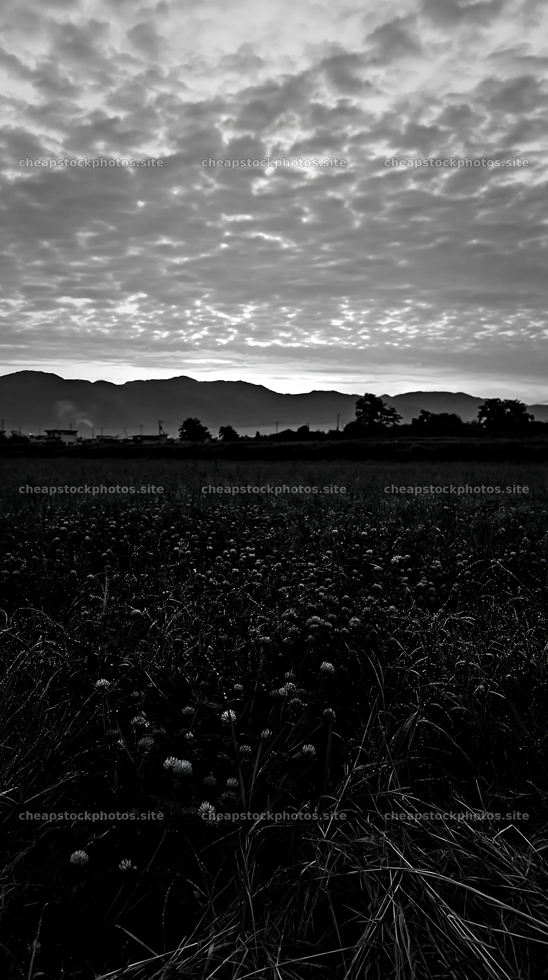 Niigata floodplain restoration meadow dew foreground at dawn – stock photos 5938x10608