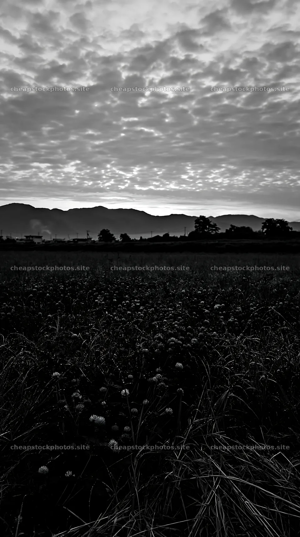 Niigata floodplain restoration meadow dew foreground at dawn – stock photos 5938x10608