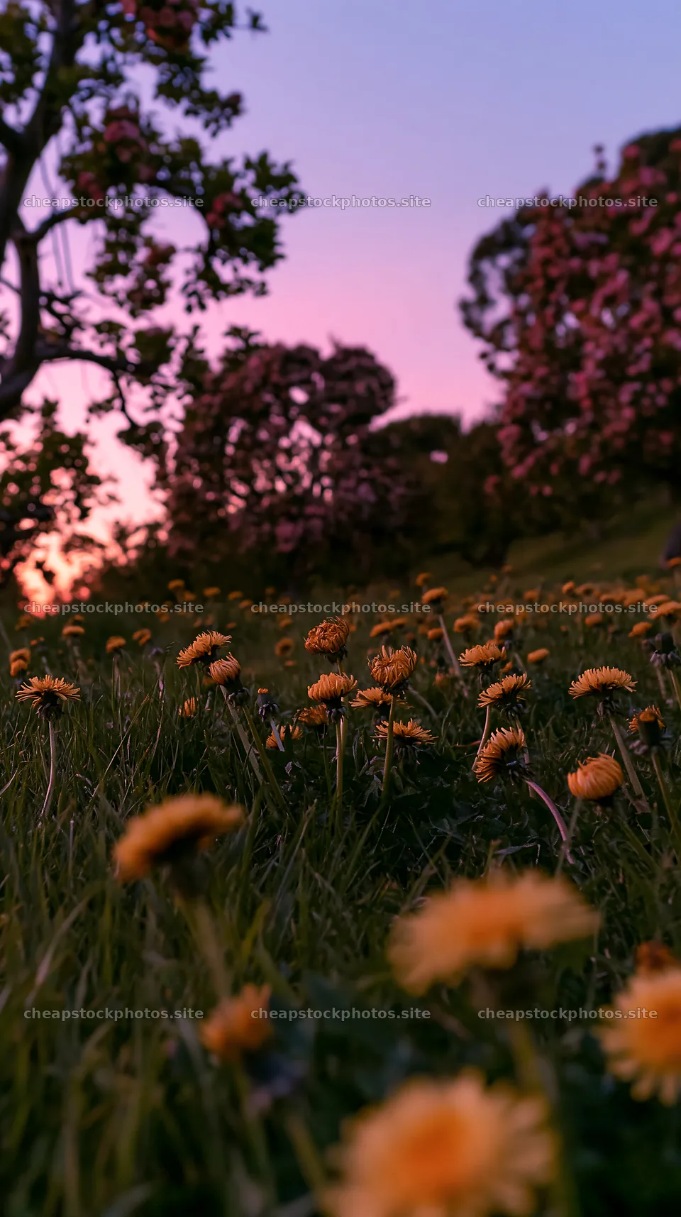 Dandelions bloom in a meadow at sunset – stock photos 5938x10608