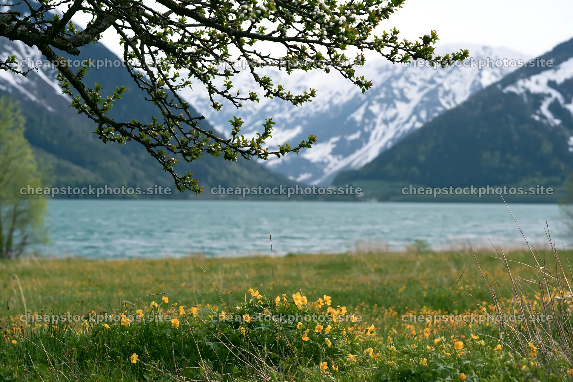 Lakeside orchard meadow with mountains and flowering plants – stock photos 9722x6480