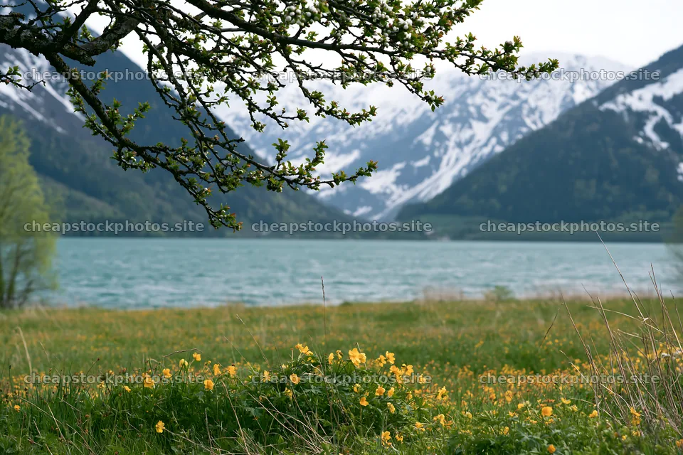 Lakeside orchard meadow with mountains and flowering plants – stock photos 9722x6480