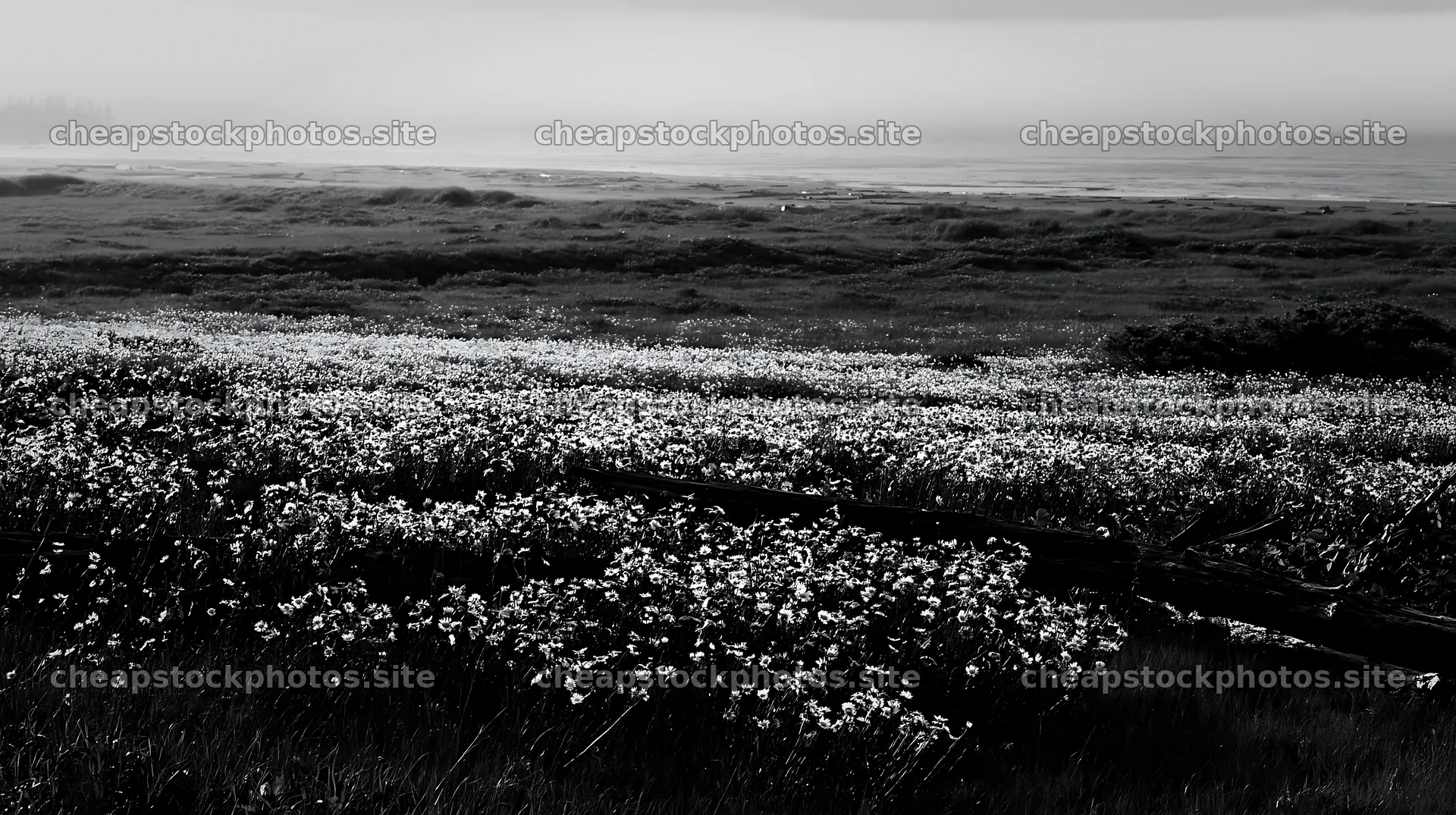 Ishikawa coastal meadow with storm washed driftwood and flowers – stock photos 10608x5938