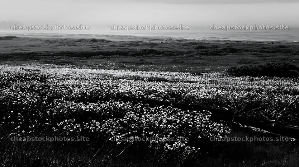 Ishikawa coastal meadow with storm washed driftwood and flowers – stock photos 10608x5938
