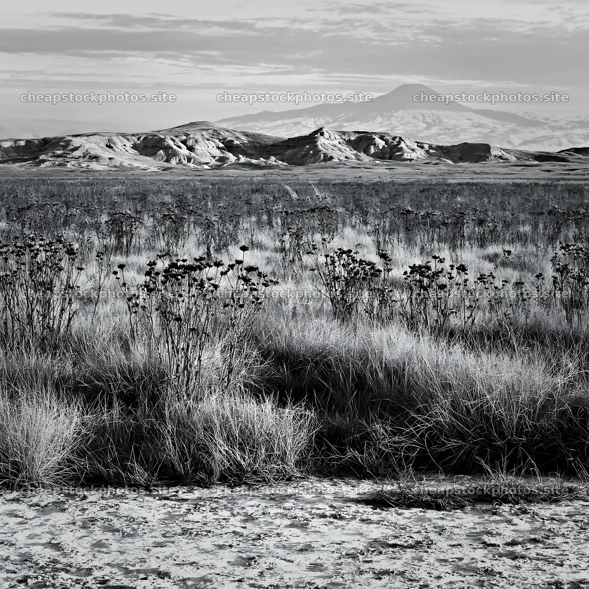 Drought-tolerant meadow with distant mountains in the background – stock photos 7938x7938