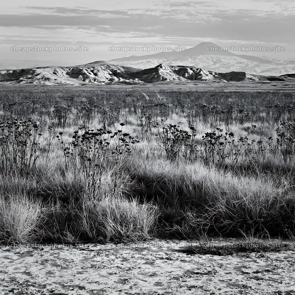 Drought-tolerant meadow with distant mountains in the background – stock photos 7938x7938