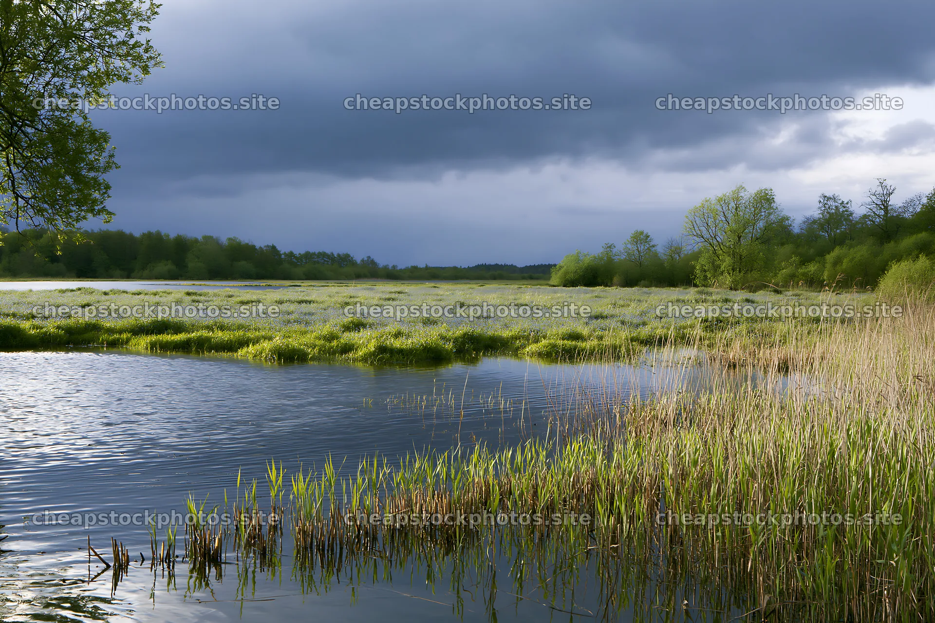 Floodplain meadow with reeds and water under cloudy sky – stock photos 9722x6480