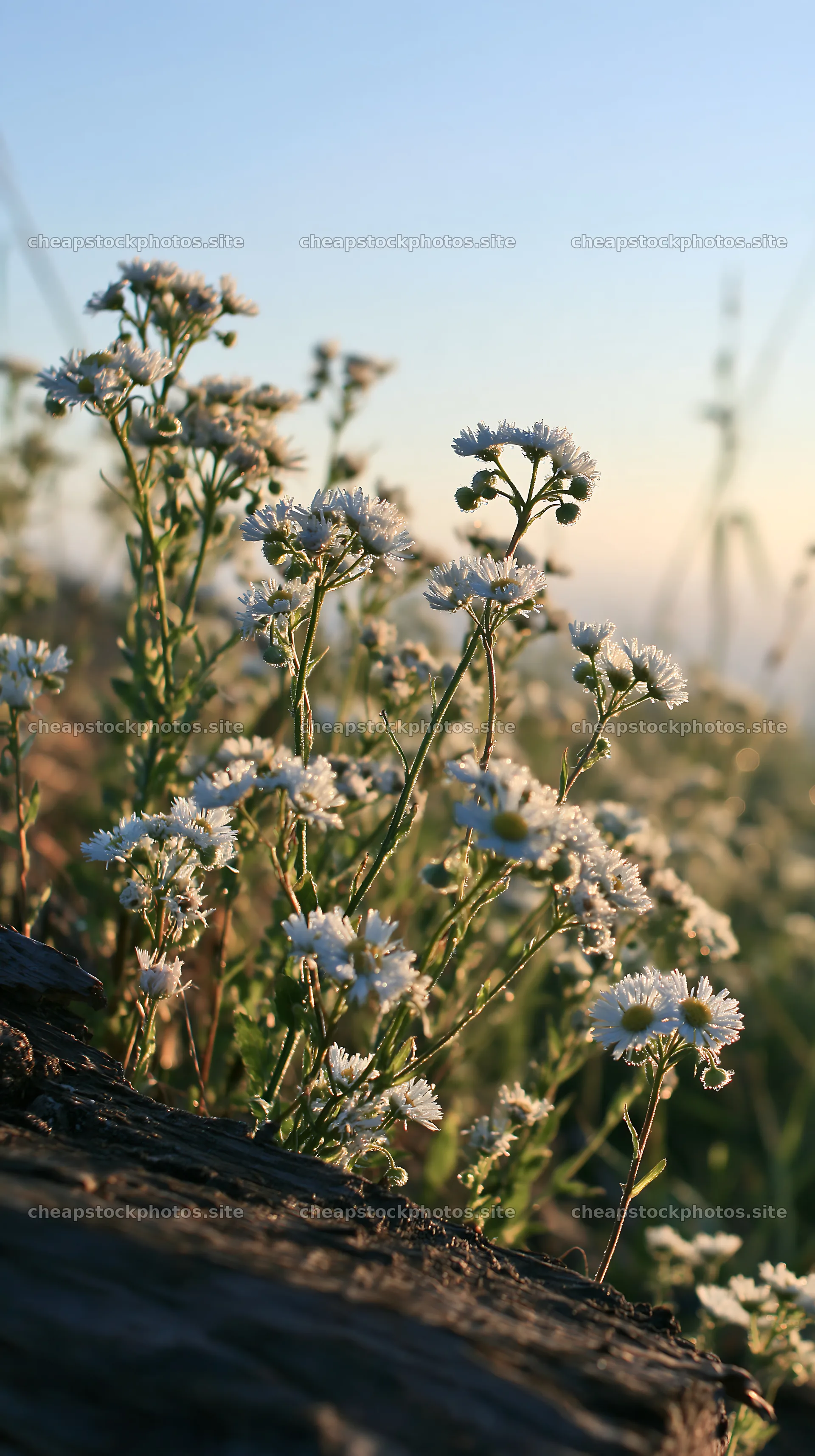 Coastal meadow with driftwood and small white flowers at sunset – stock photos 5938x10608