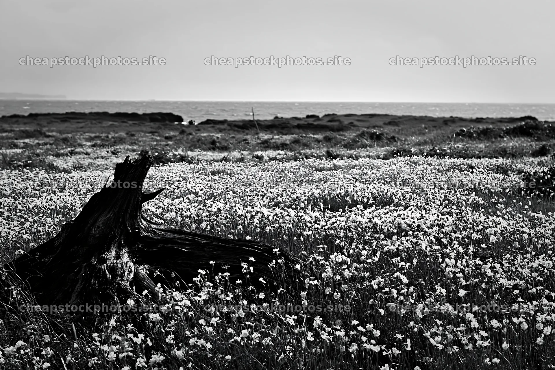 Chiba coastal climate meadow driftwood foreground with flowers – stock photos 9722x6480