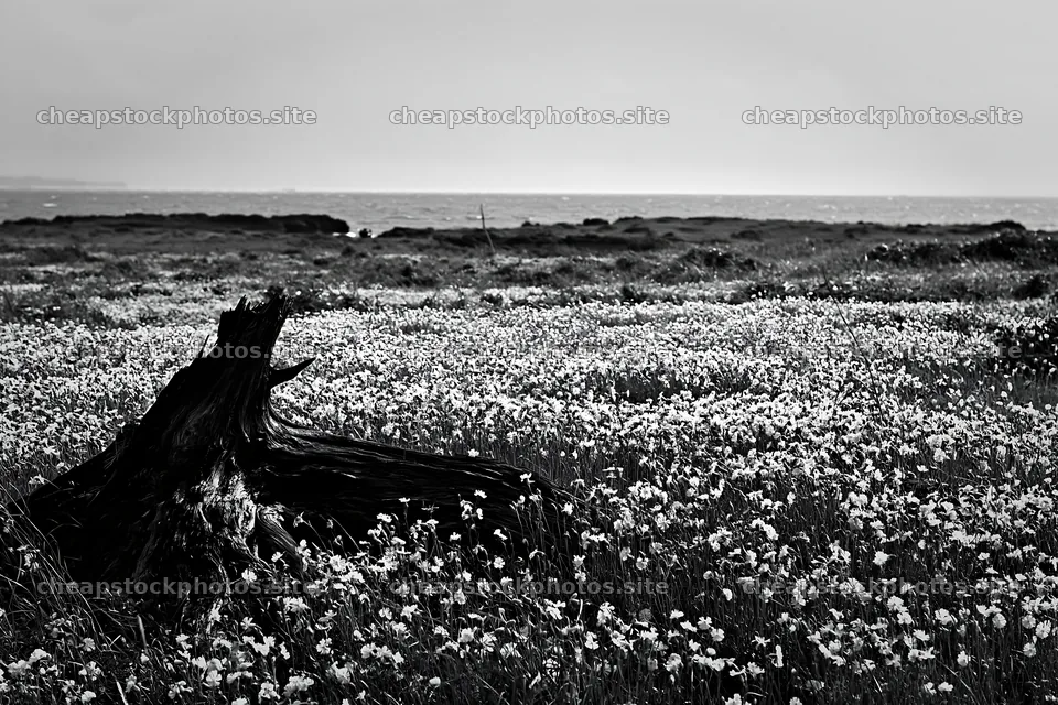 Chiba coastal climate meadow driftwood foreground with flowers – stock photos 9722x6480