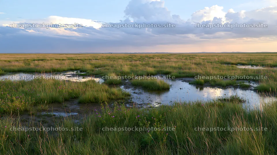 Drought-tolerant meadow with water pools under cloudy sky – stock photos 10608x5938