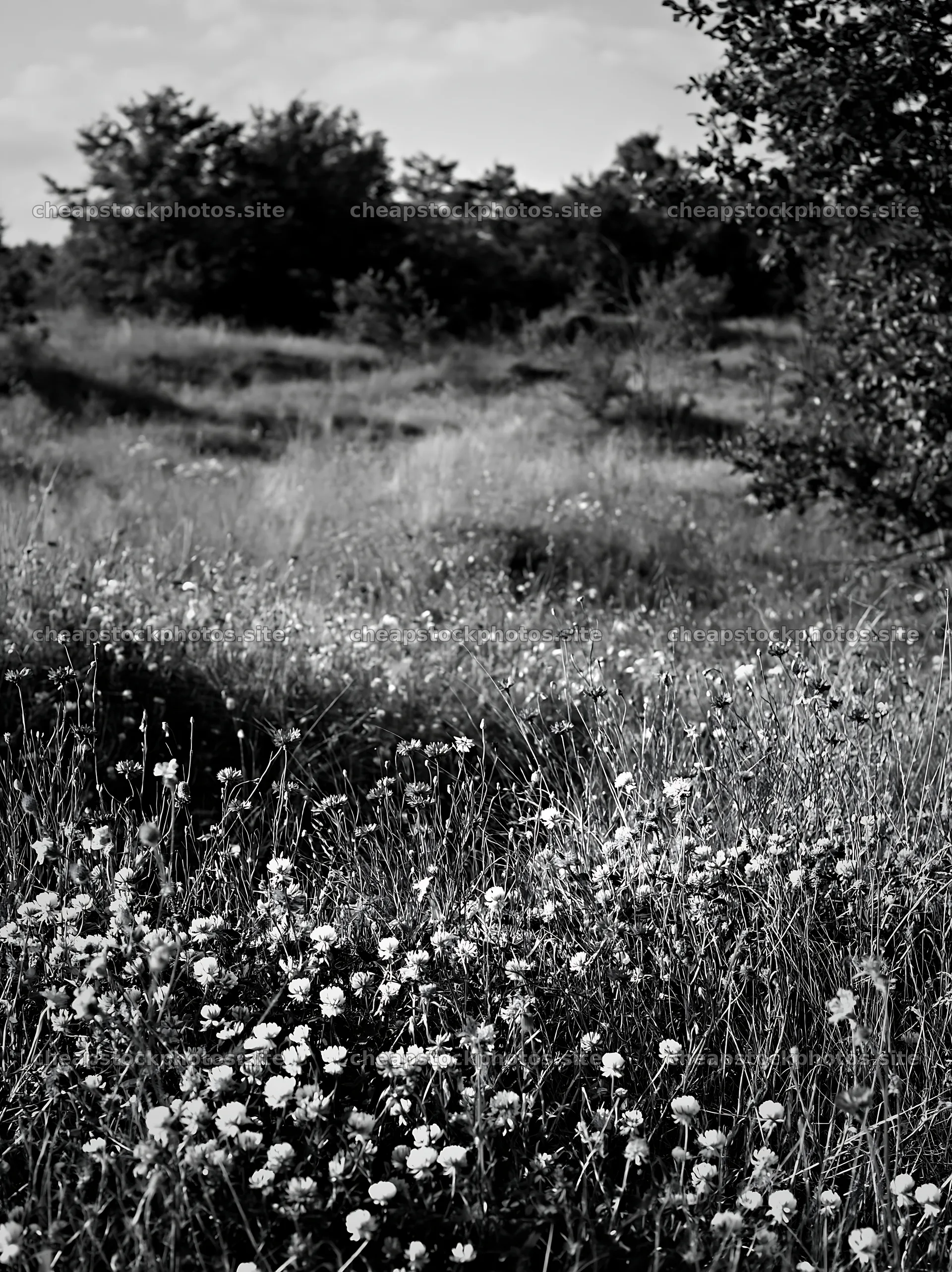 Clover cornflower meadow with flowers and grass – stock photos 6866x9174