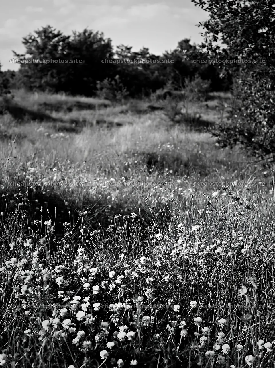 Clover cornflower meadow with flowers and grass – stock photos 6866x9174