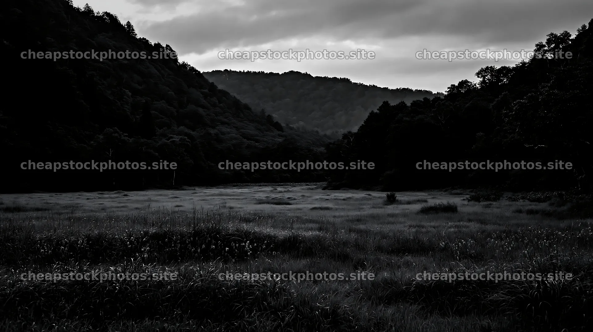 Iwate rain refreshed meadow seedhead foreground – stock photos 10608x5938