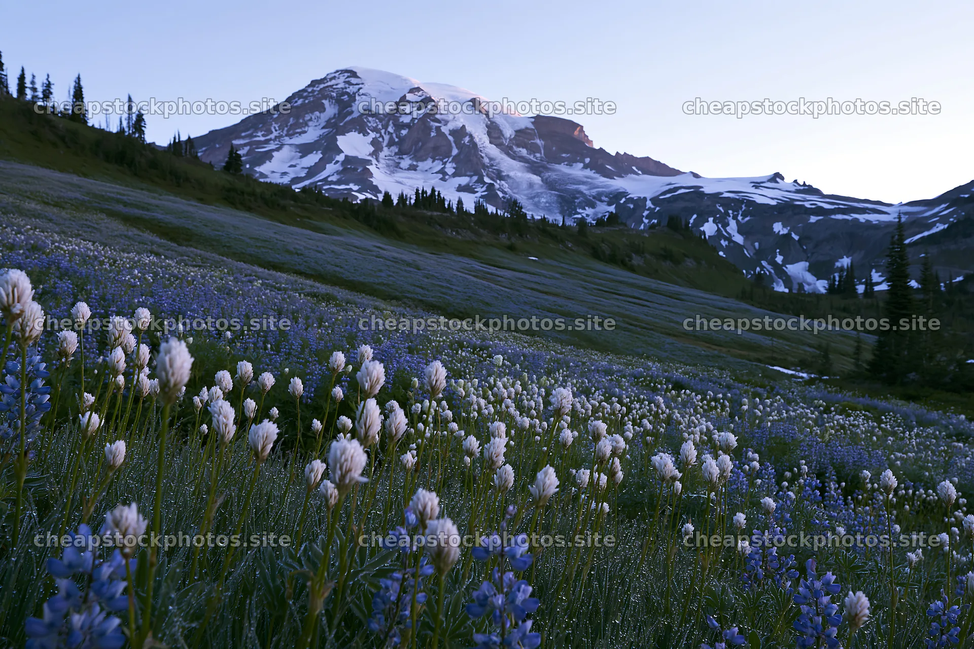 Mount Rainier wildflower meadow at sunrise – stock photos 9722x6480