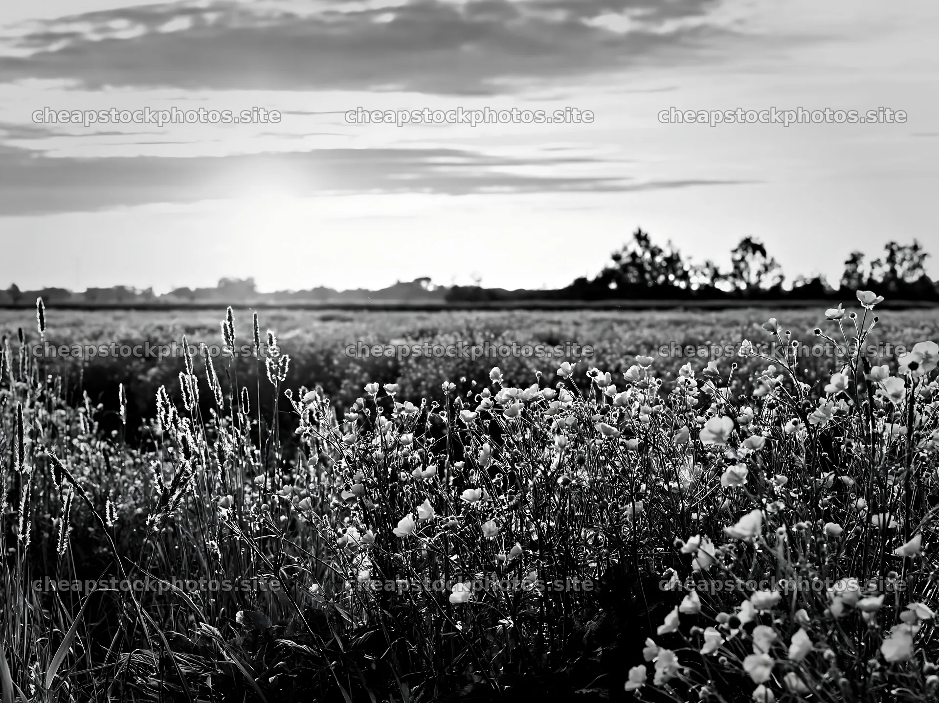 Colorful buttercup meadow during sunset with golden flowers – stock photos 9174x6866