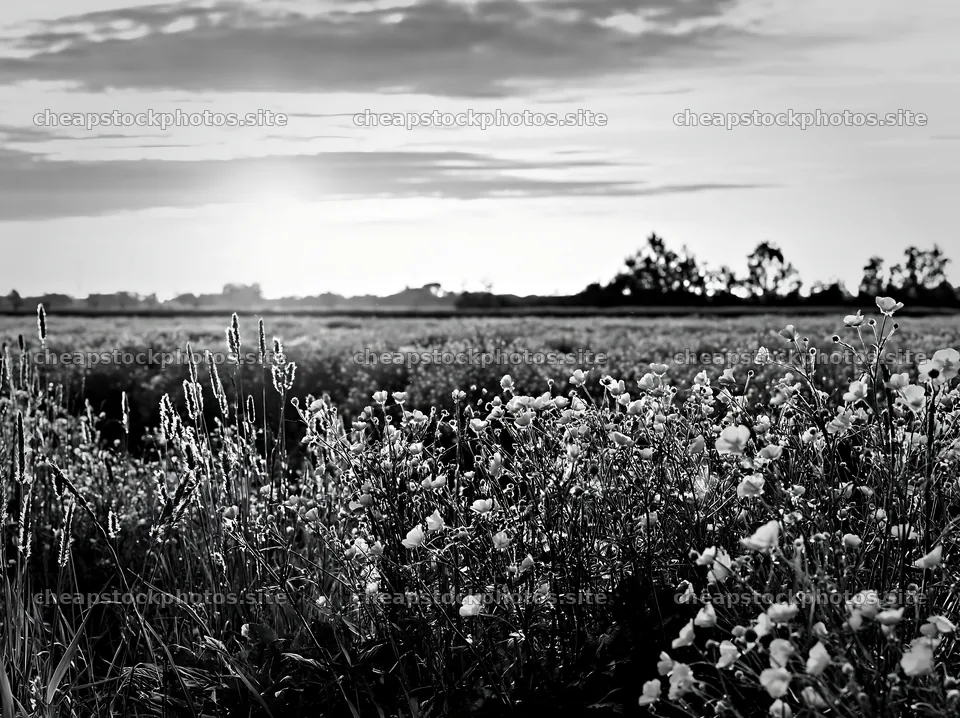 Colorful buttercup meadow during sunset with golden flowers – stock photos 9174x6866