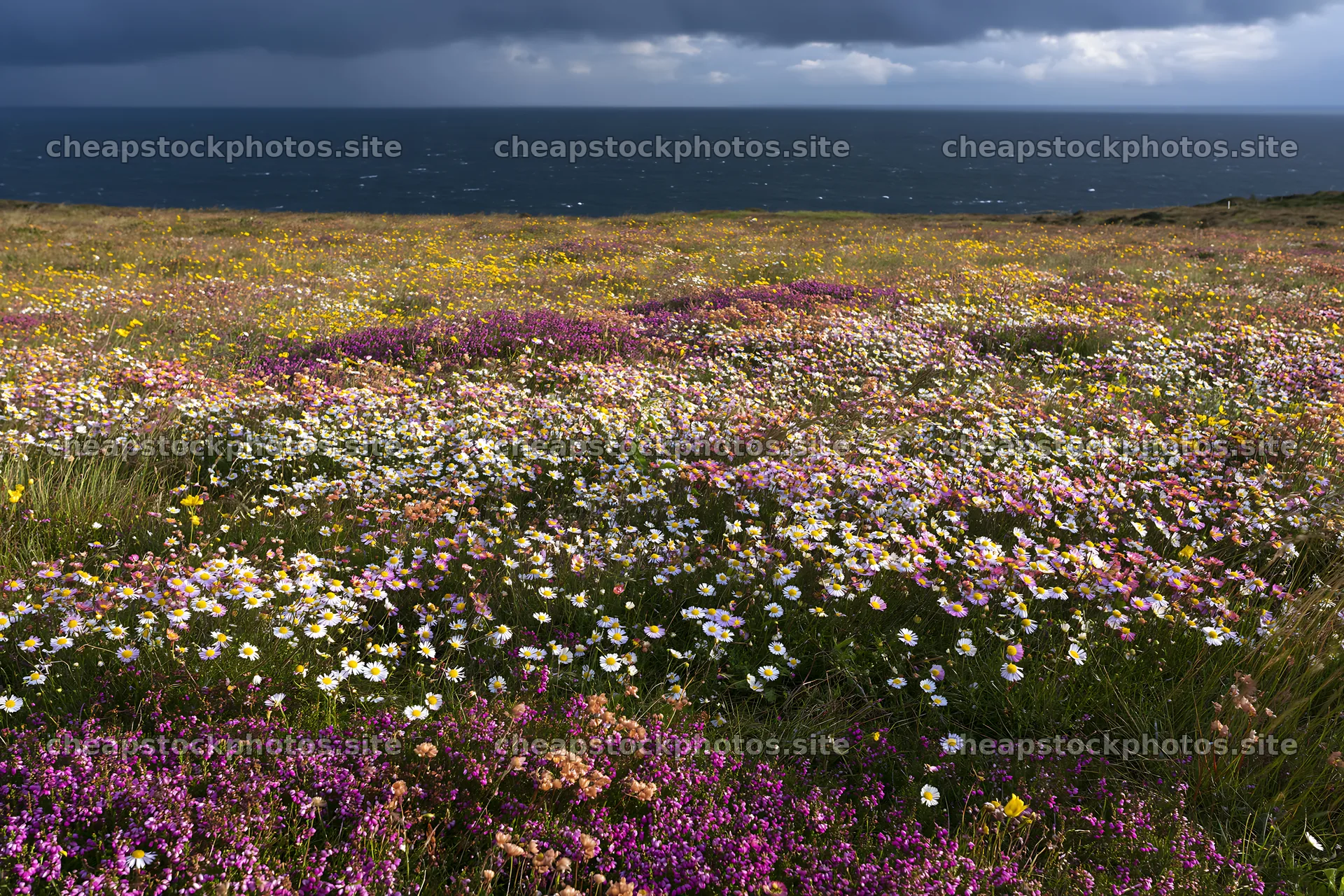 Colorful aster meadow by the coast under moody skies – stock photos 9722x6480