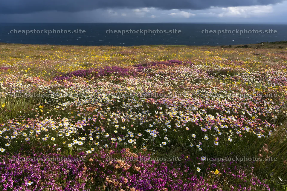 Colorful aster meadow by the coast under moody skies – stock photos 9722x6480
