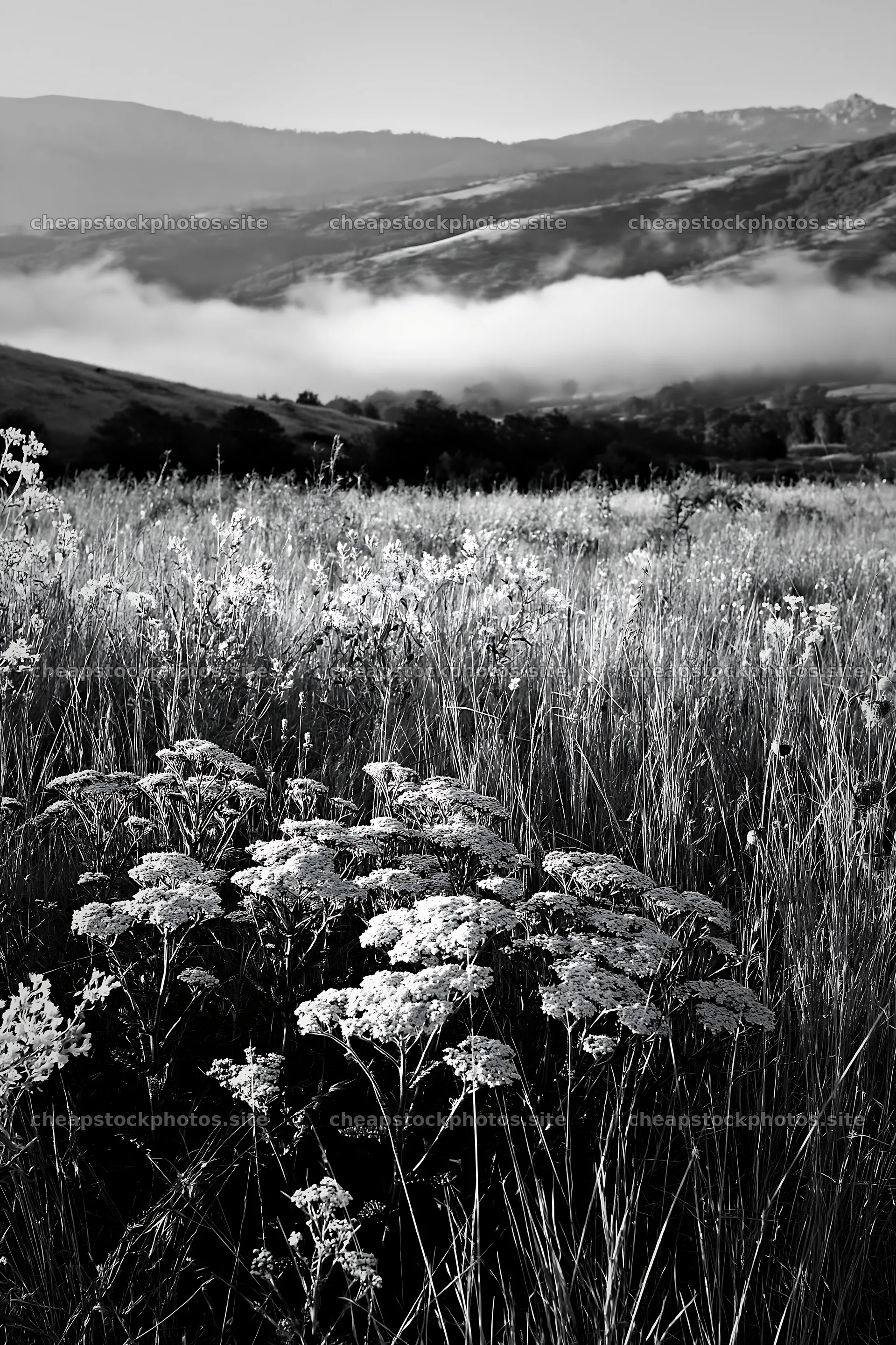 Cloudy foothill meadow with wildflowers in open field – stock photos 6480x9722