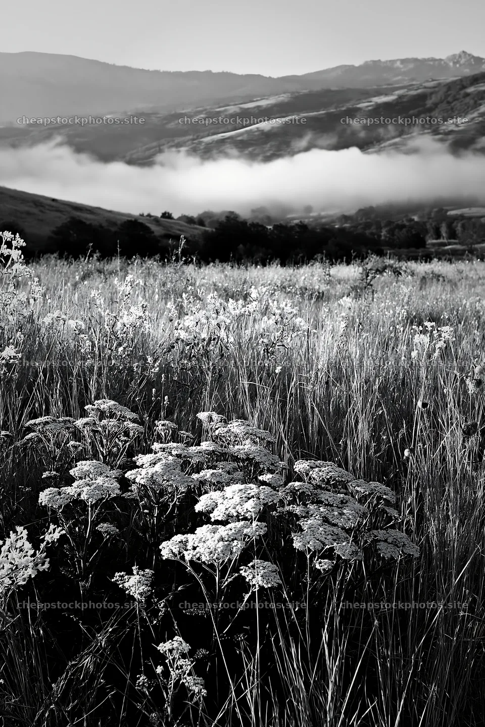 Cloudy foothill meadow with wildflowers in open field – stock photos 6480x9722