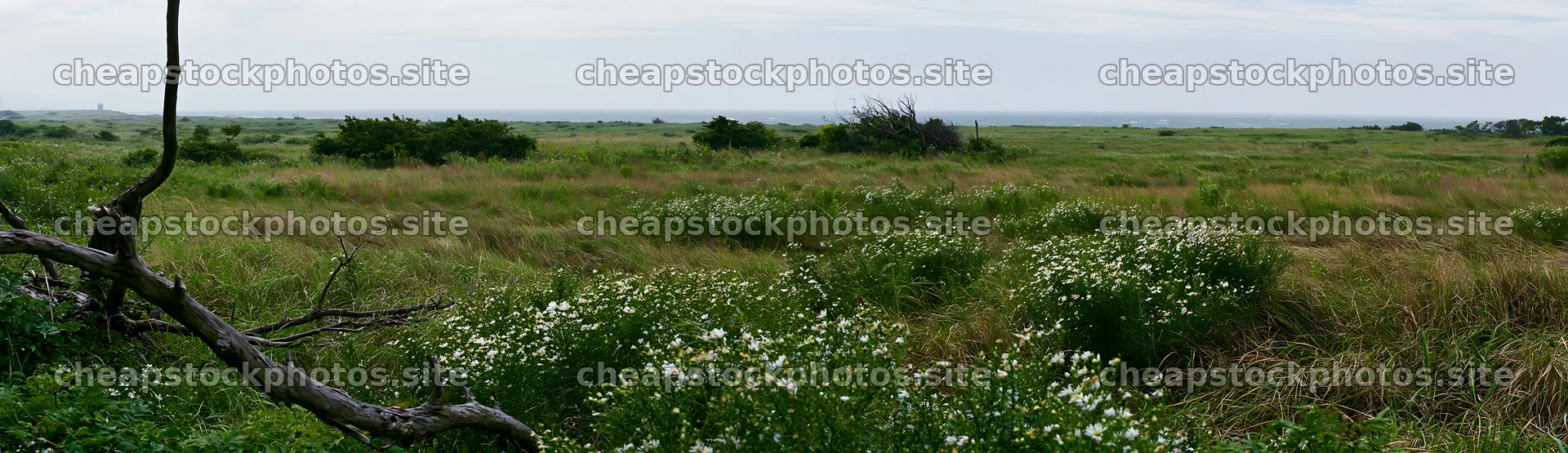 Yamagata rewilded meadow with fallen branch in the foreground – stock photos 14762x4268