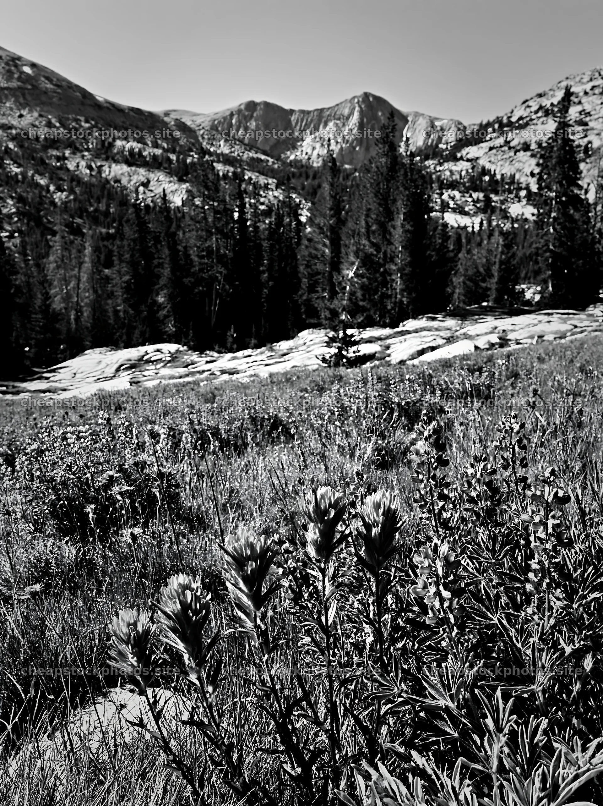 Paintbrush lupine meadow with mountains in the background – stock photos 6866x9174