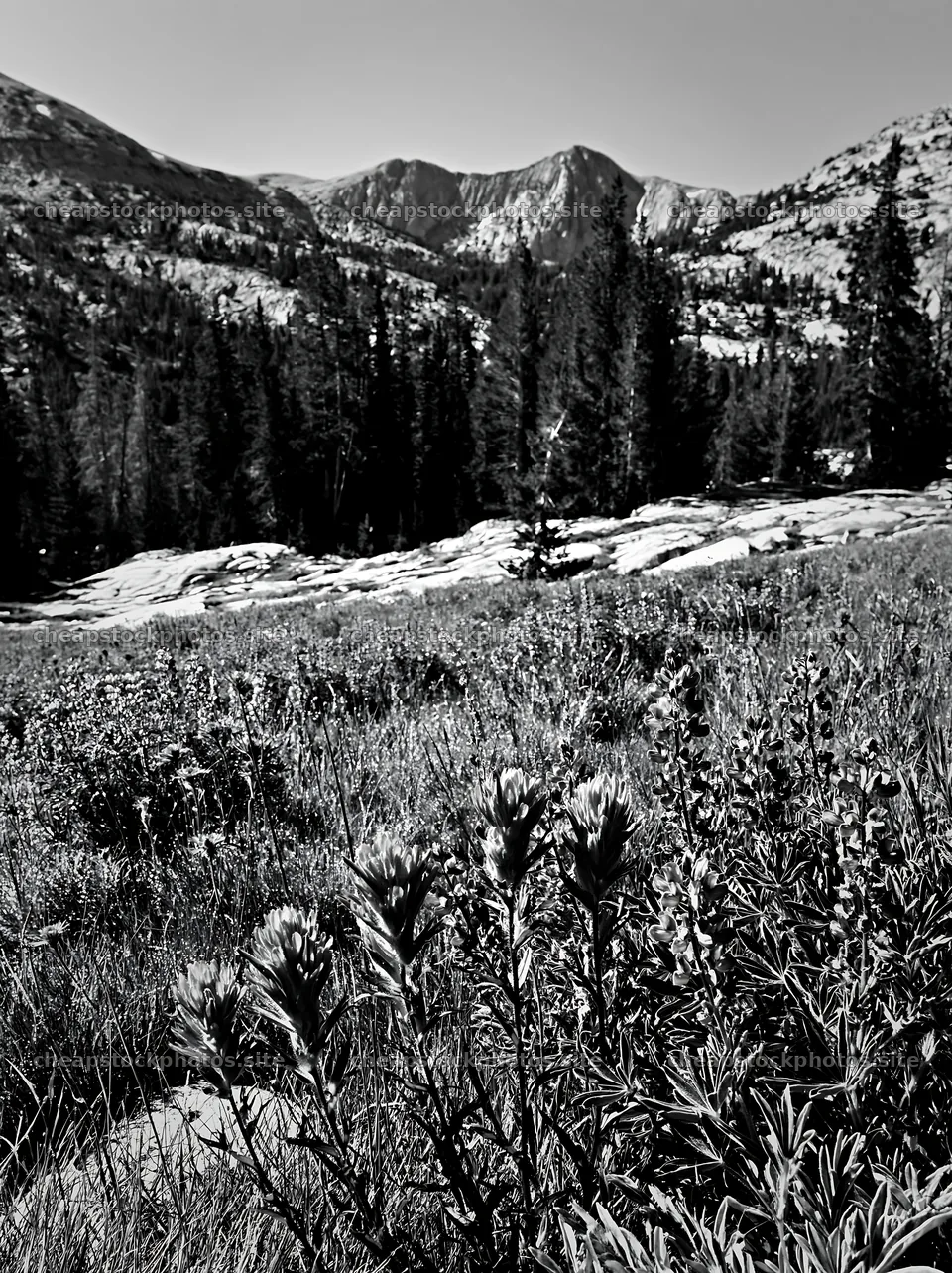 Paintbrush lupine meadow with mountains in the background – stock photos 6866x9174