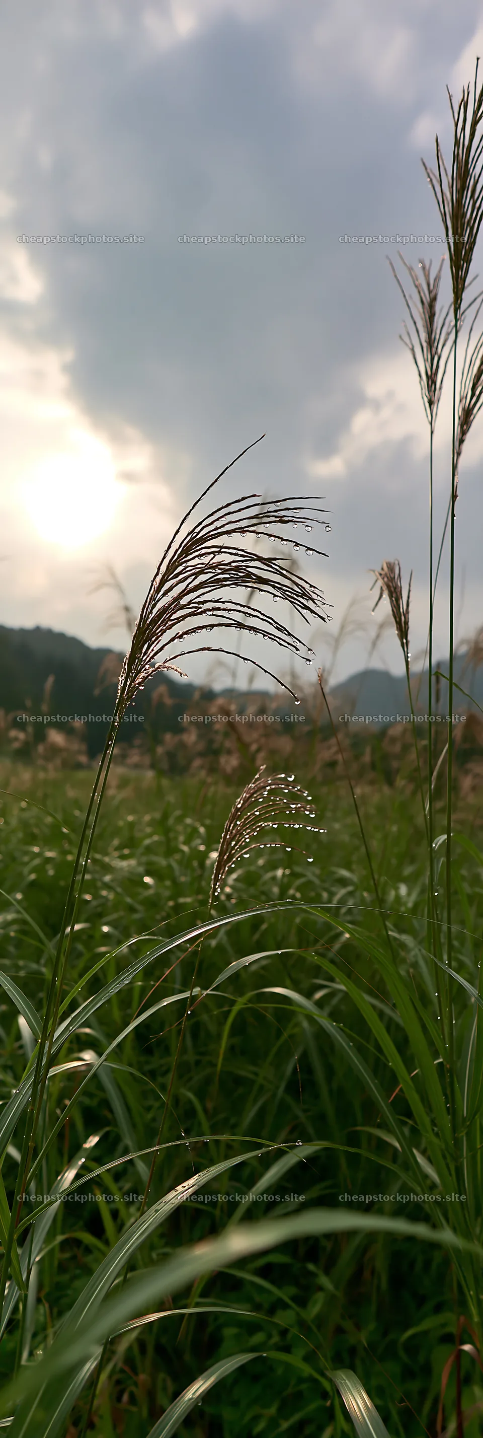 Fukui grass meadow with rain droplets at sunset – stock photos 4602x13690