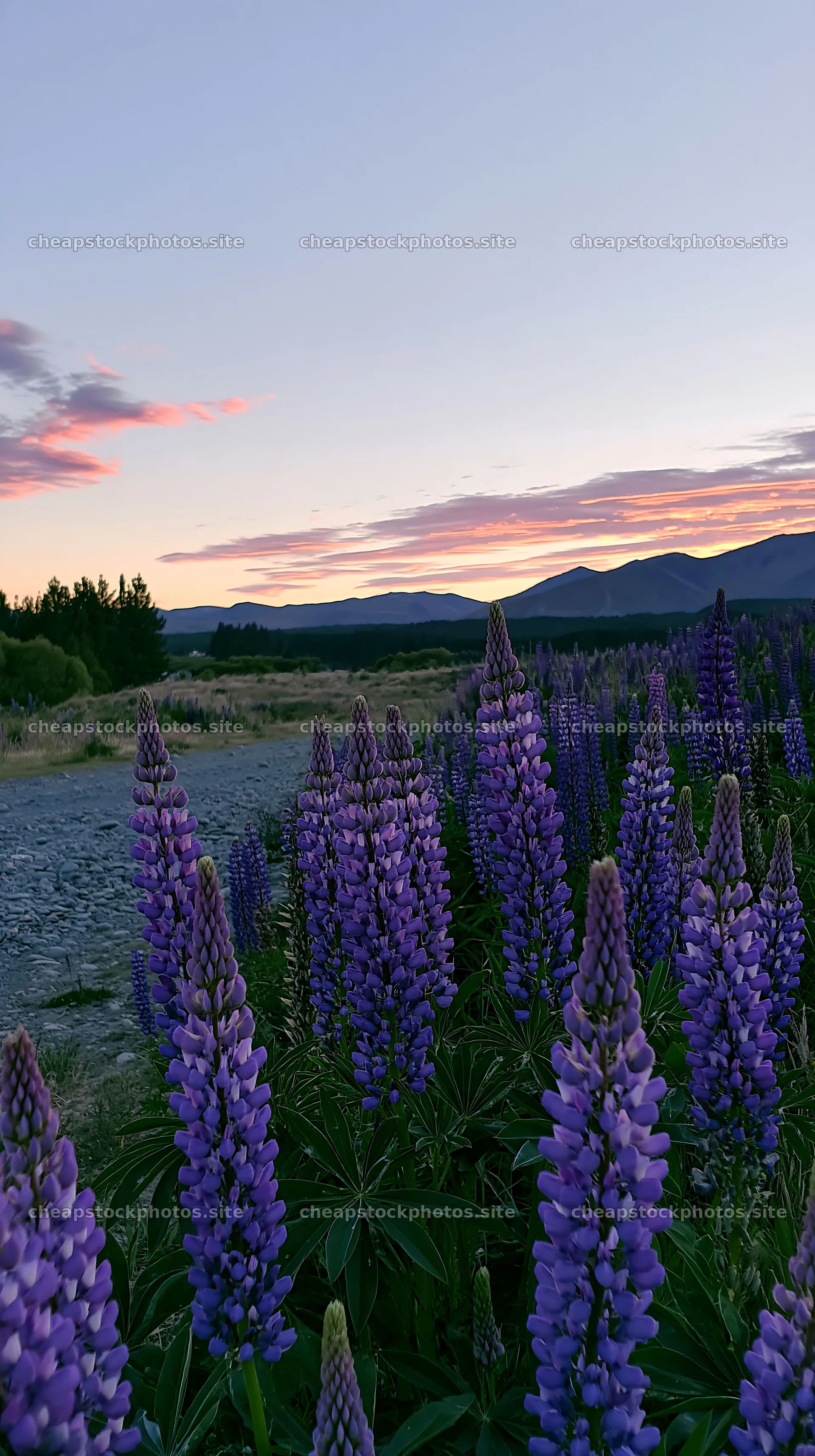 Lupine meadow panorama at Lake Tekapo during sunset – stock photos 5938x10608