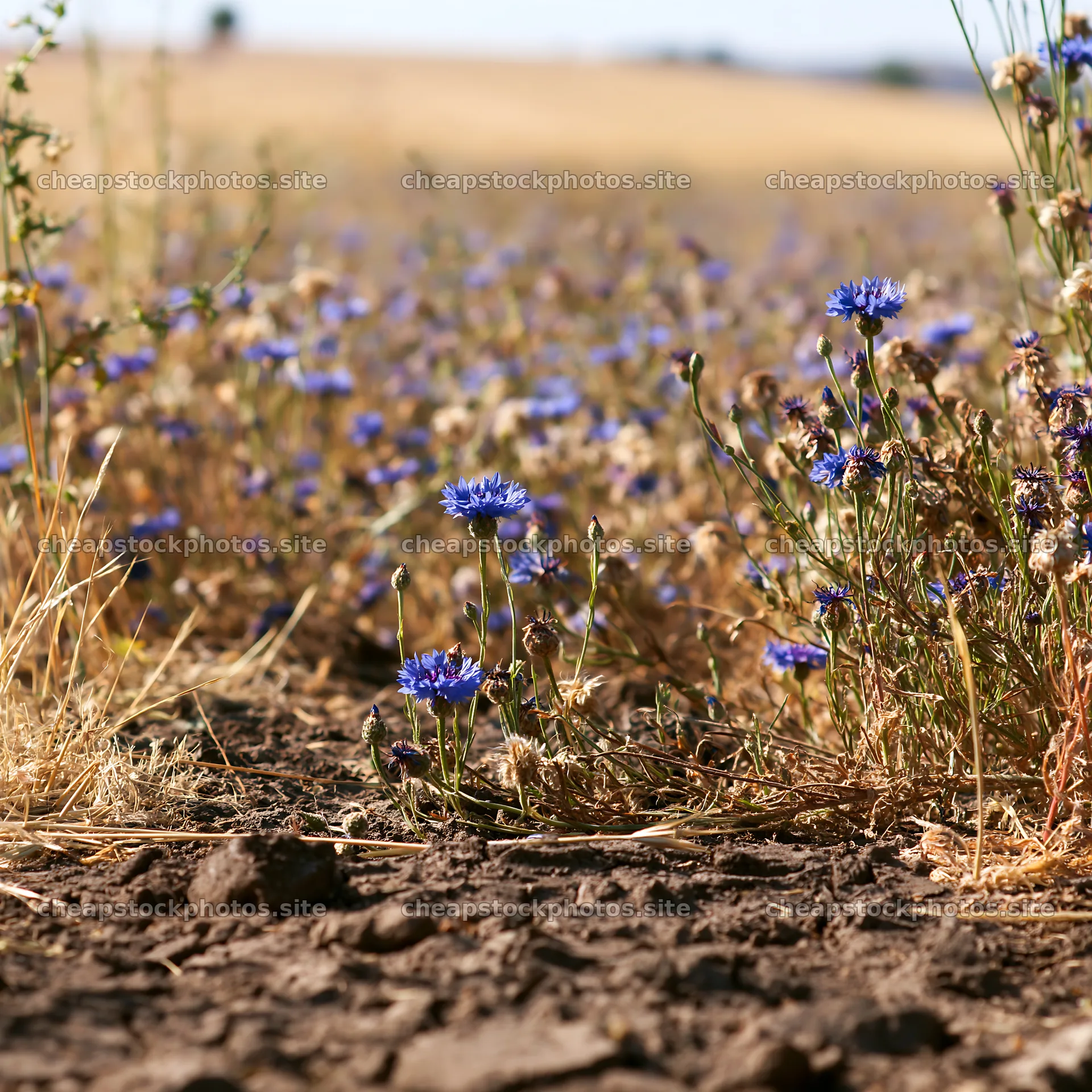 Colorful cornflower meadow with dry grass and soil – stock photos 7938x7938