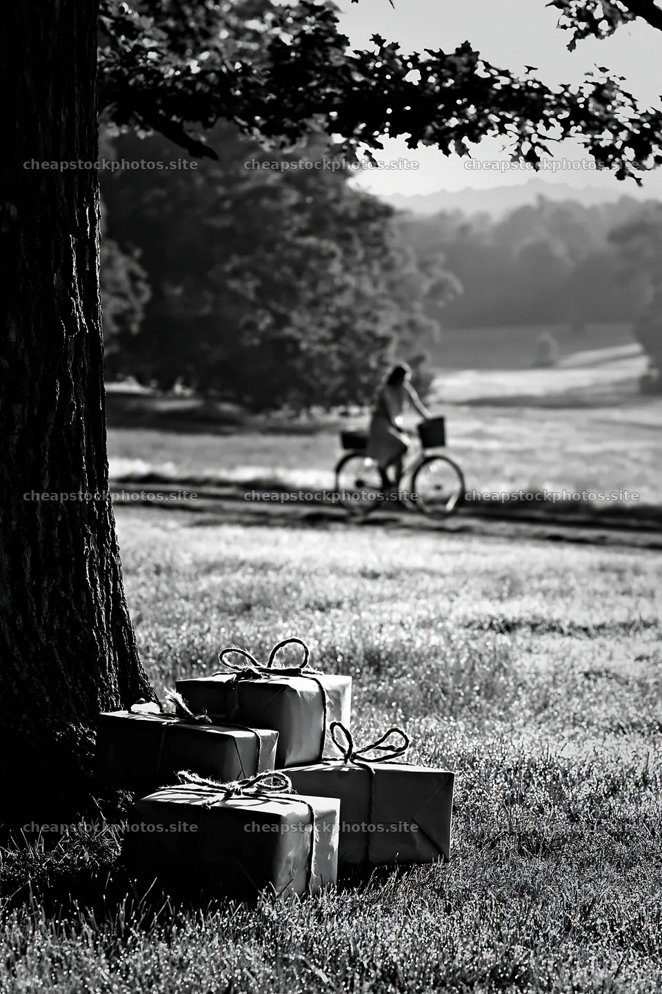 Bicyclist passing wrapped gifts under a tree in a meadow – stock photos 6480x9722
