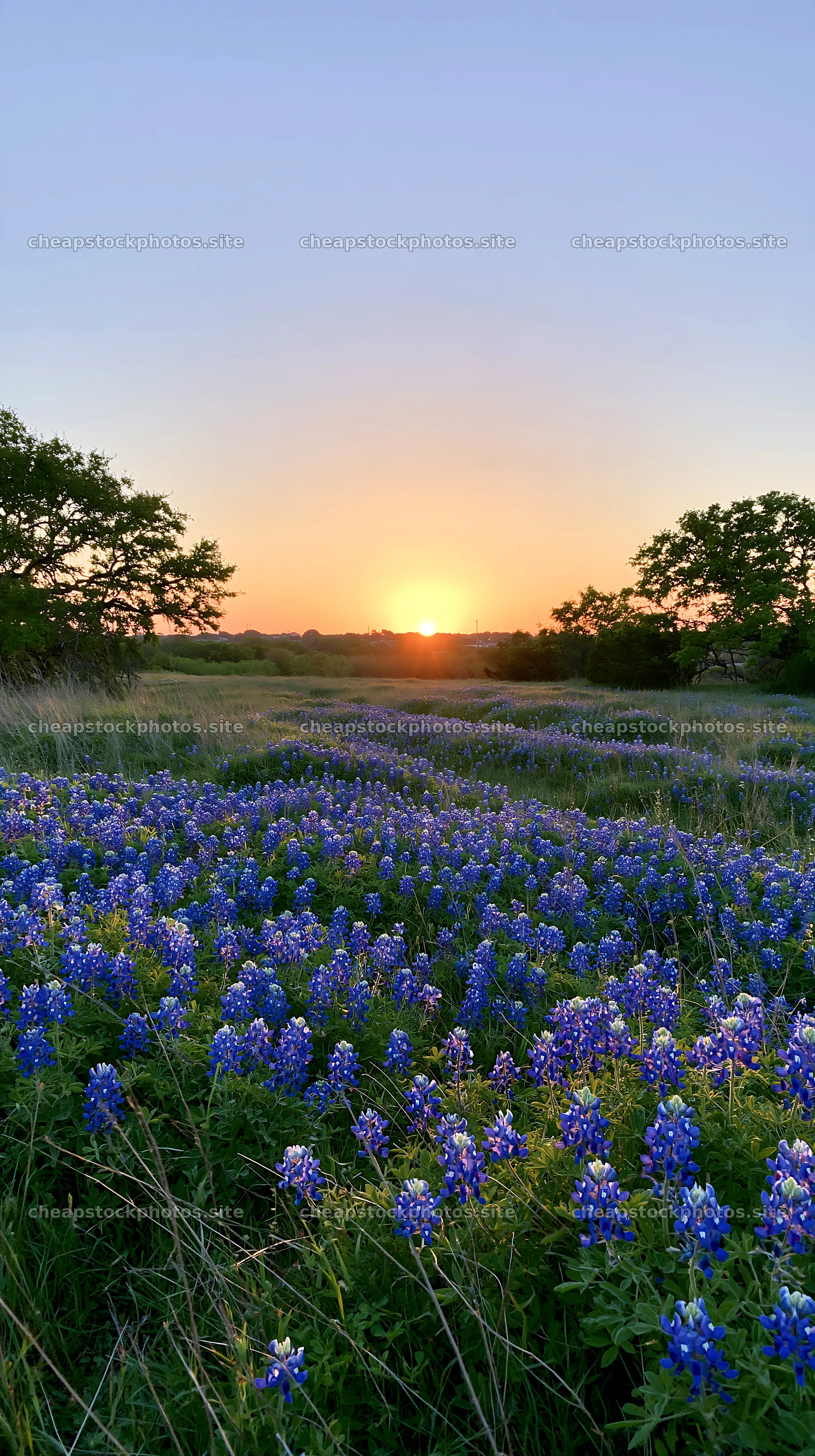 Bluebonnet meadow at sunrise with clear sky and tree line – stock photos 5938x10608