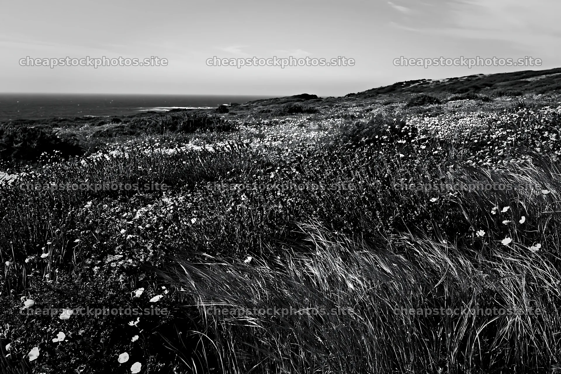 Portuguese meadow above Atlantic coast – stock photos 9722x6480