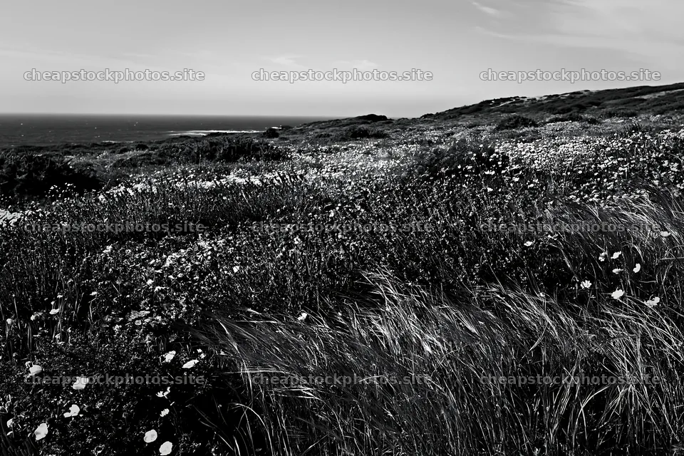 Portuguese meadow above Atlantic coast – stock photos 9722x6480