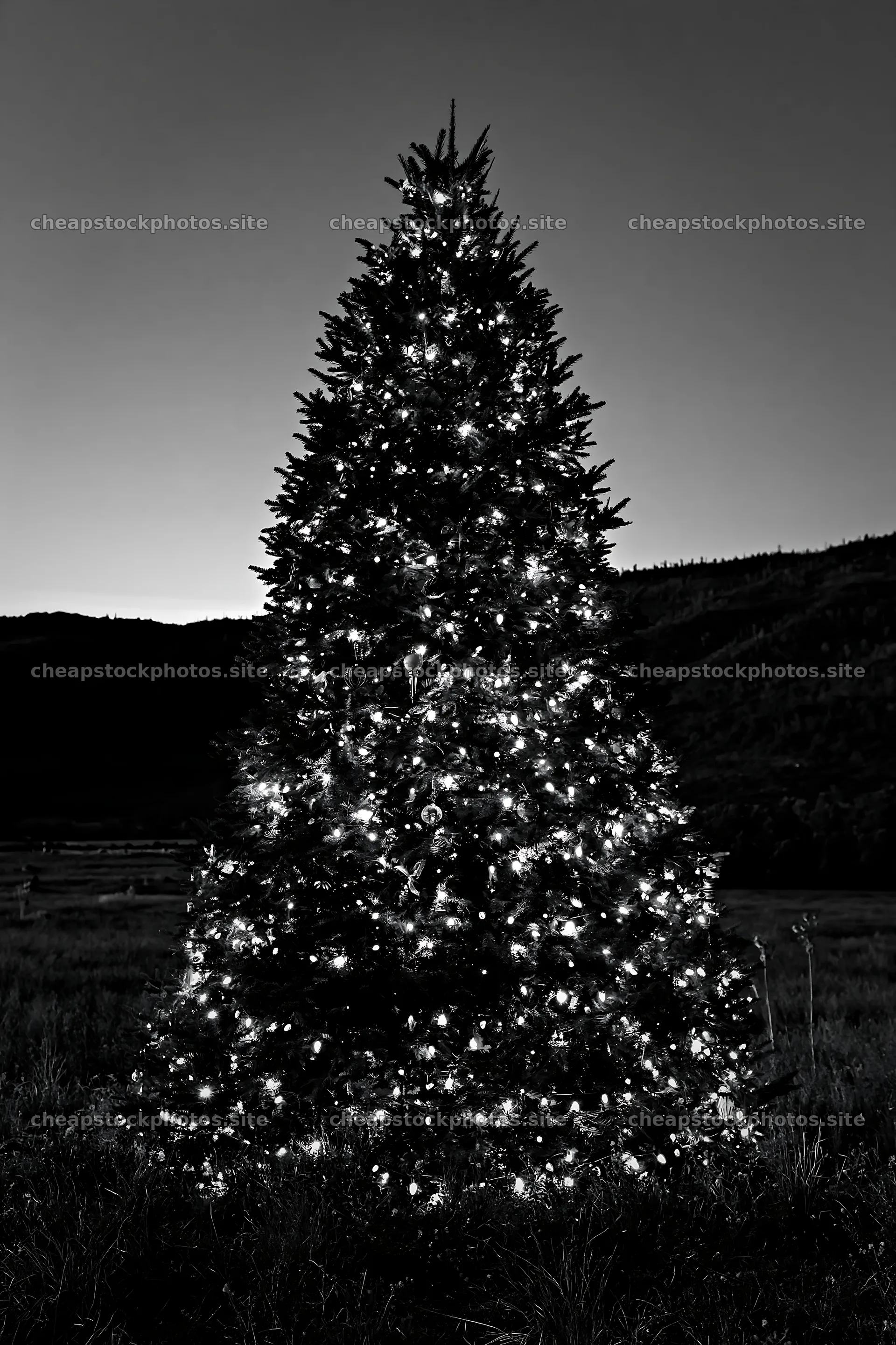 Decorated Christmas tree in meadow at sunset – stock photos 6480x9722