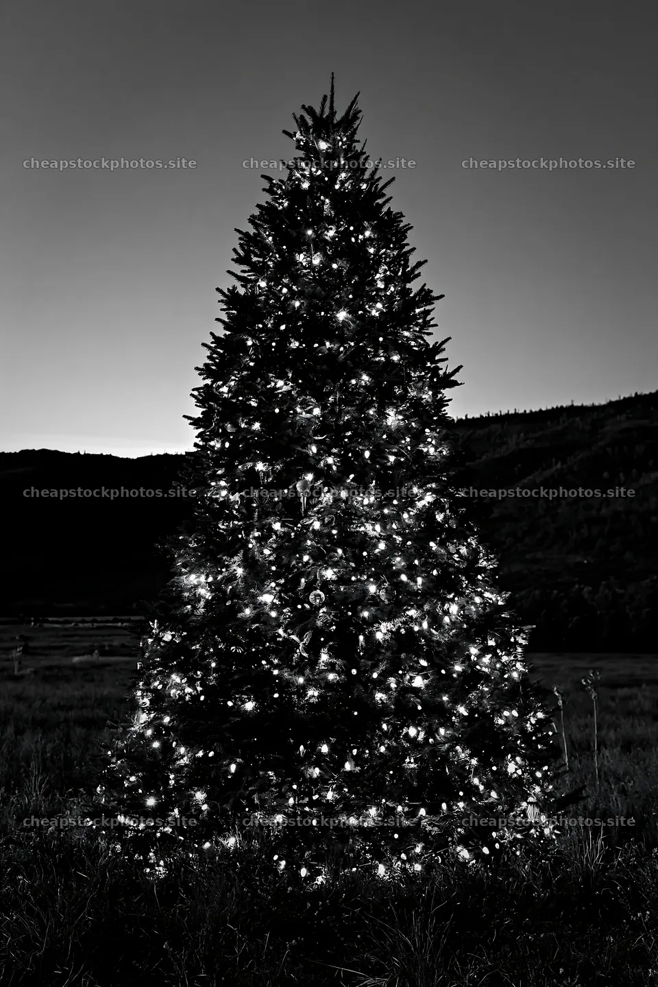 Decorated Christmas tree in meadow at sunset – stock photos 6480x9722