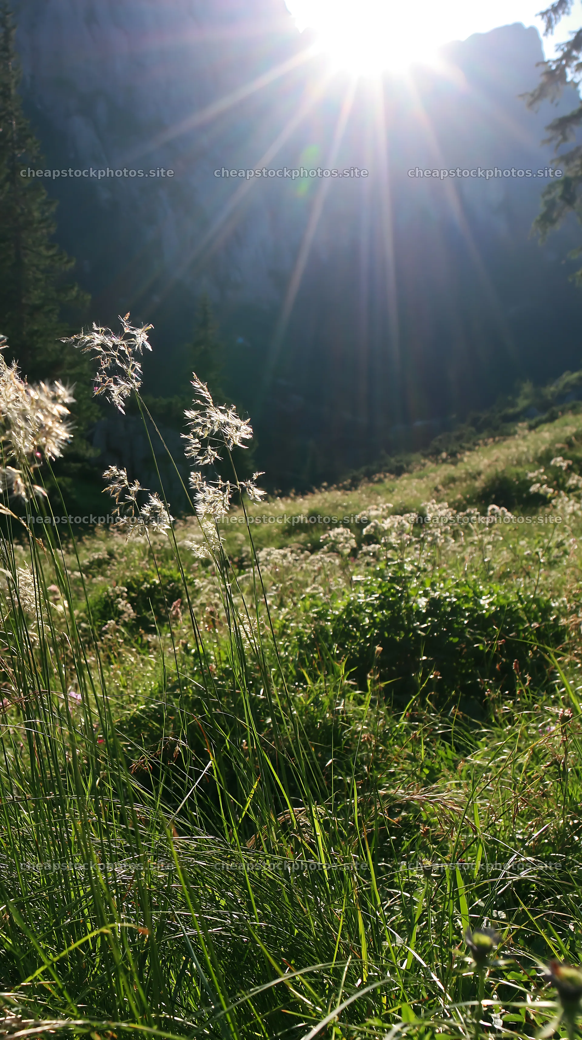 Meadow in Bucegi Mountains with light rays coming through – stock photos 5938x10608