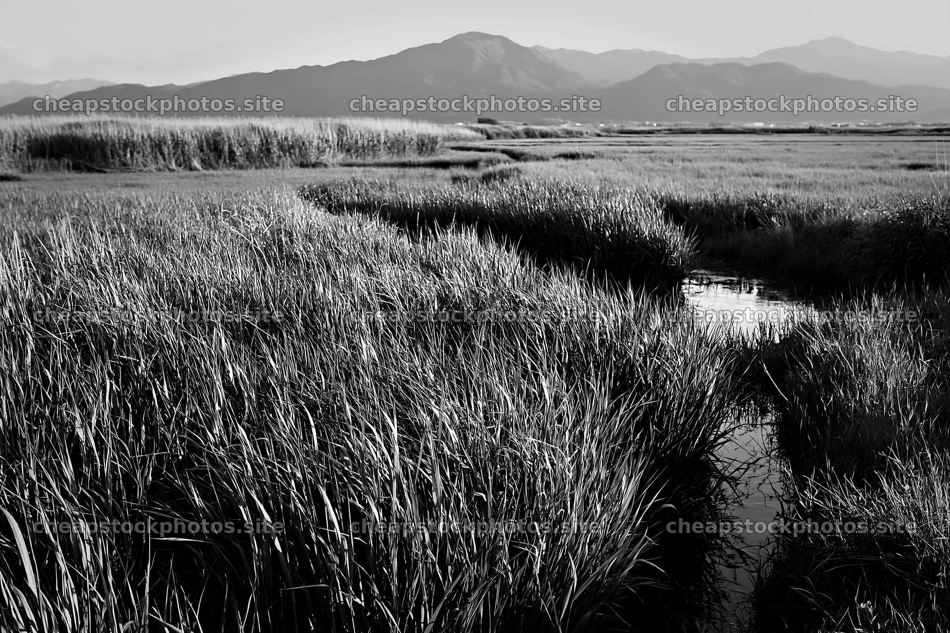 Shiga wetland meadow climate adaptation reeds in natural setting – stock photos 9722x6480