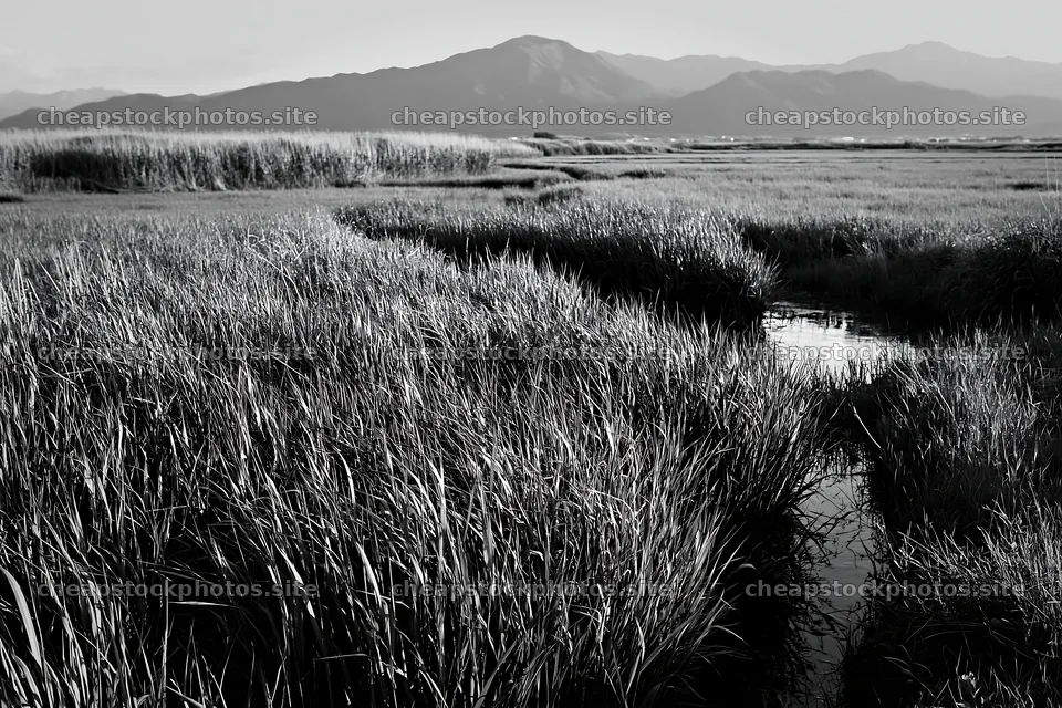 Shiga wetland meadow climate adaptation reeds in natural setting – stock photos 9722x6480