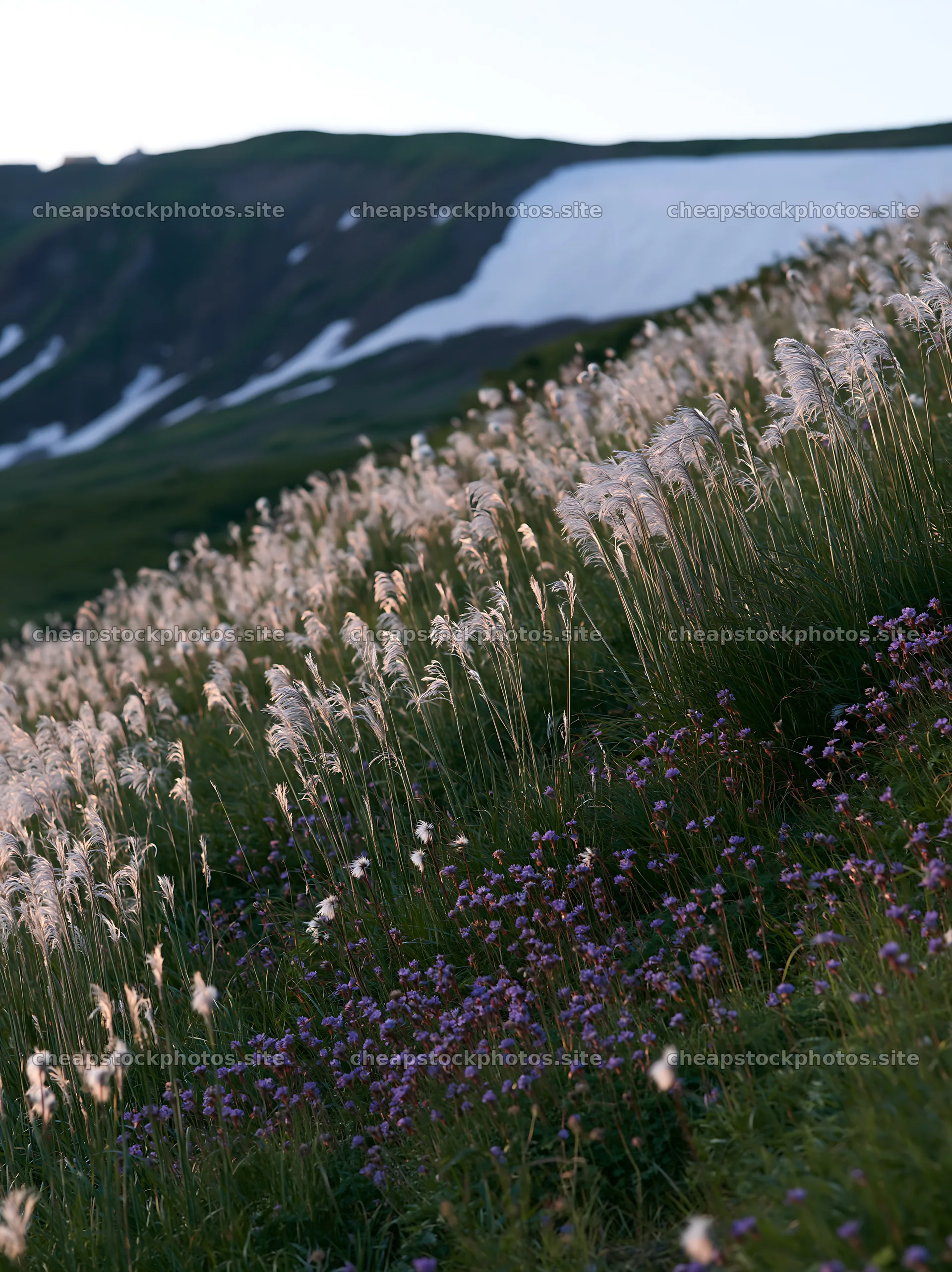 Akita snowmelt meadow with silver grasses – stock photos 6866x9174