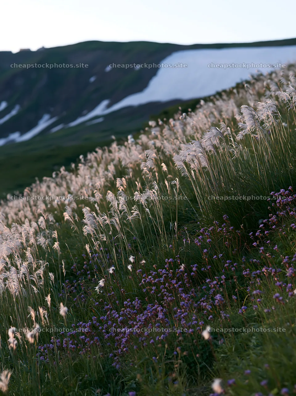 Akita snowmelt meadow with silver grasses – stock photos 6866x9174