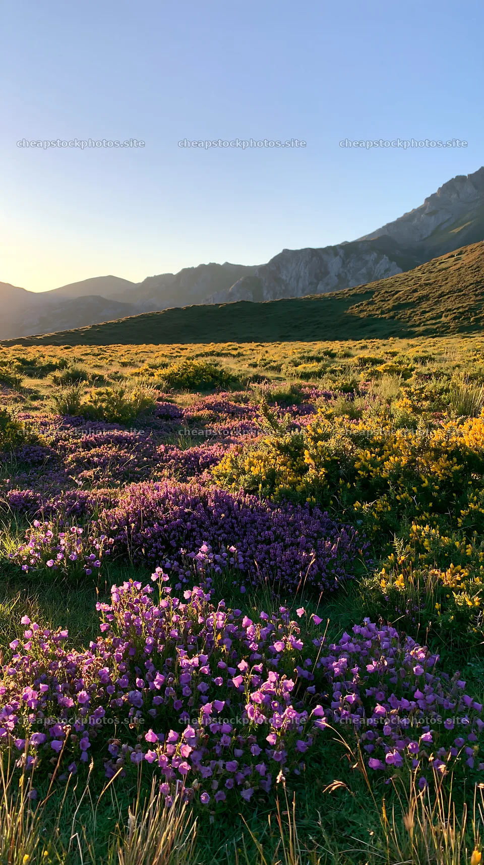 Sunrays shining over Picos de Europa meadow with flowers – stock photos 5938x10608