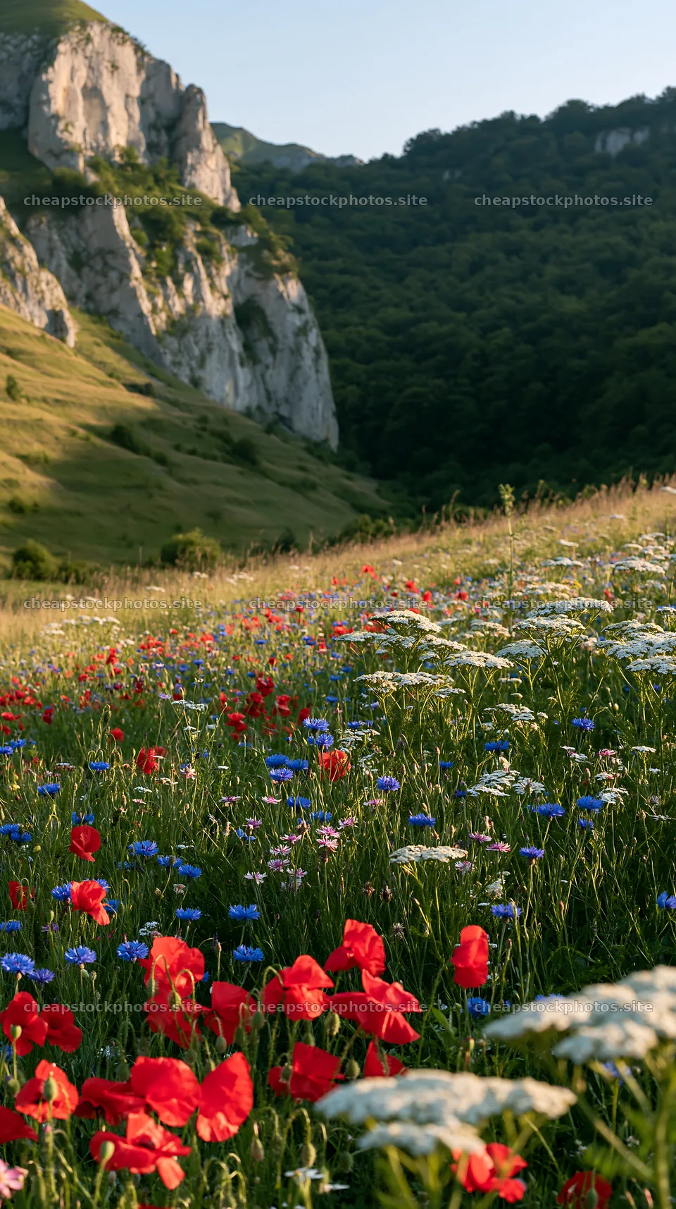 Summer hay meadows in Transylvania with colorful wildflowers – stock photos 5938x10608