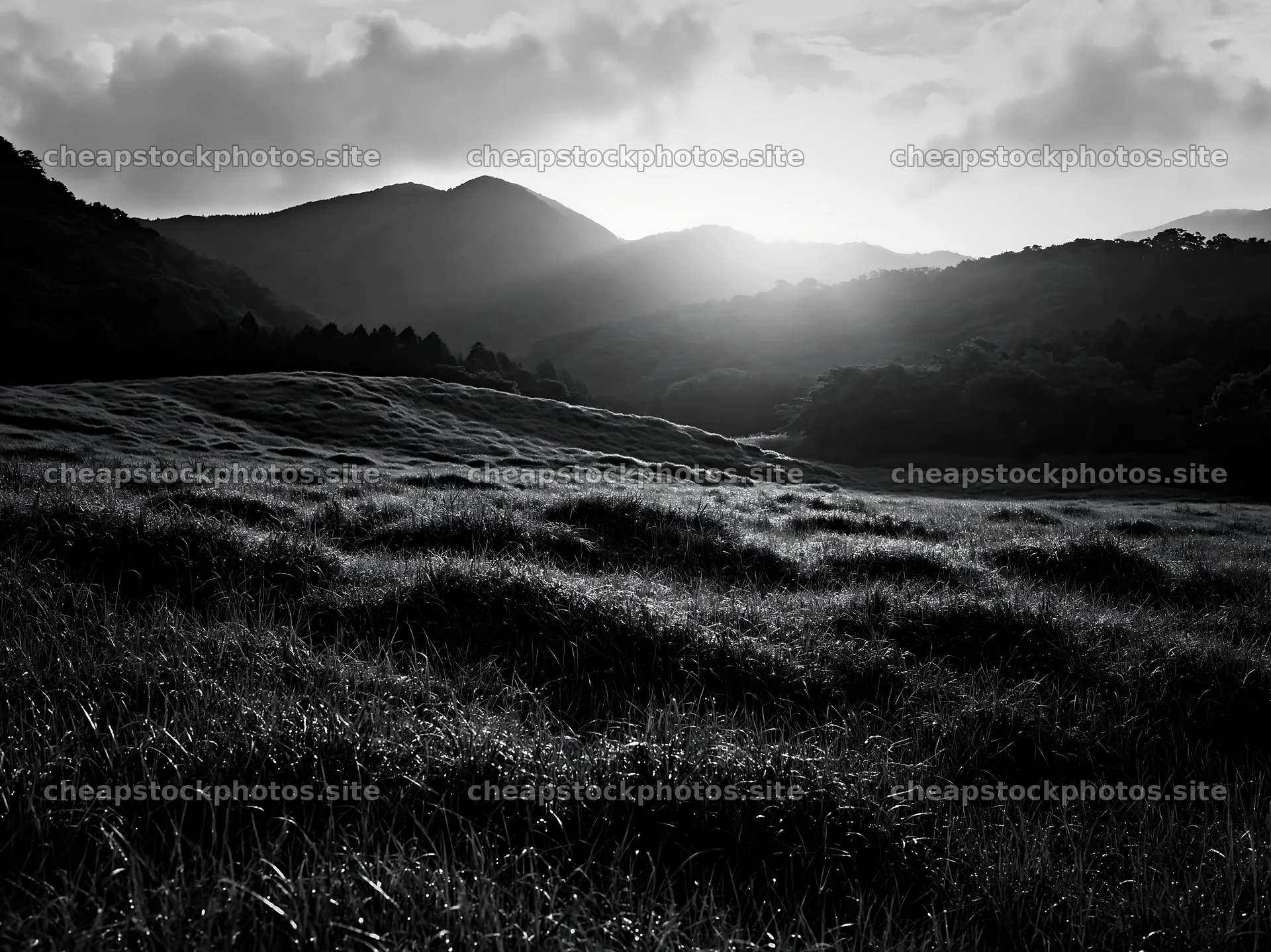 Miyazaki sunrise over meadow with dew covered sedges – stock photos 9174x6866