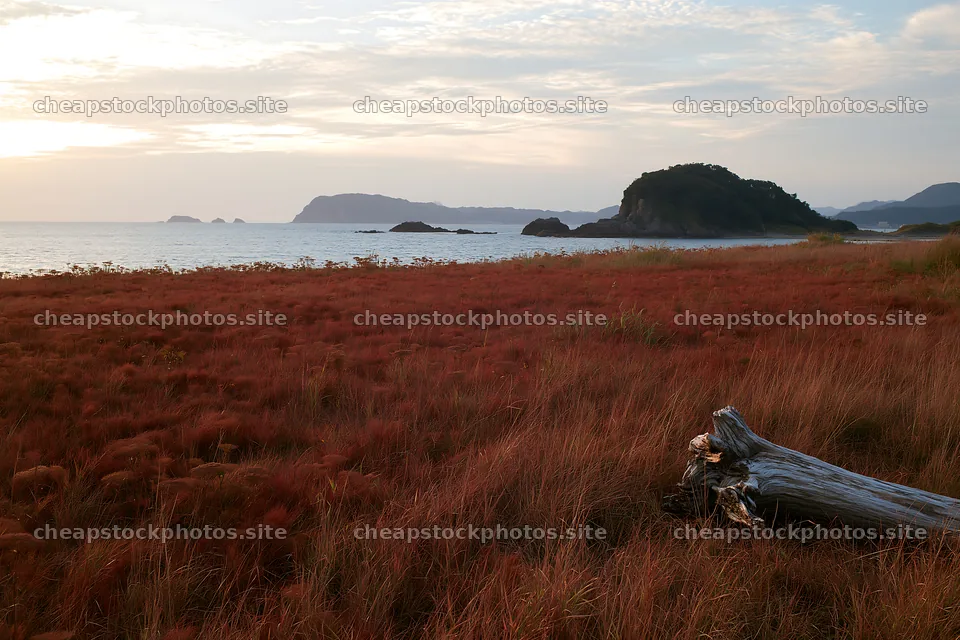 Nagasaki coastal meadow driftwood foreground mood – stock photos 9722x6480