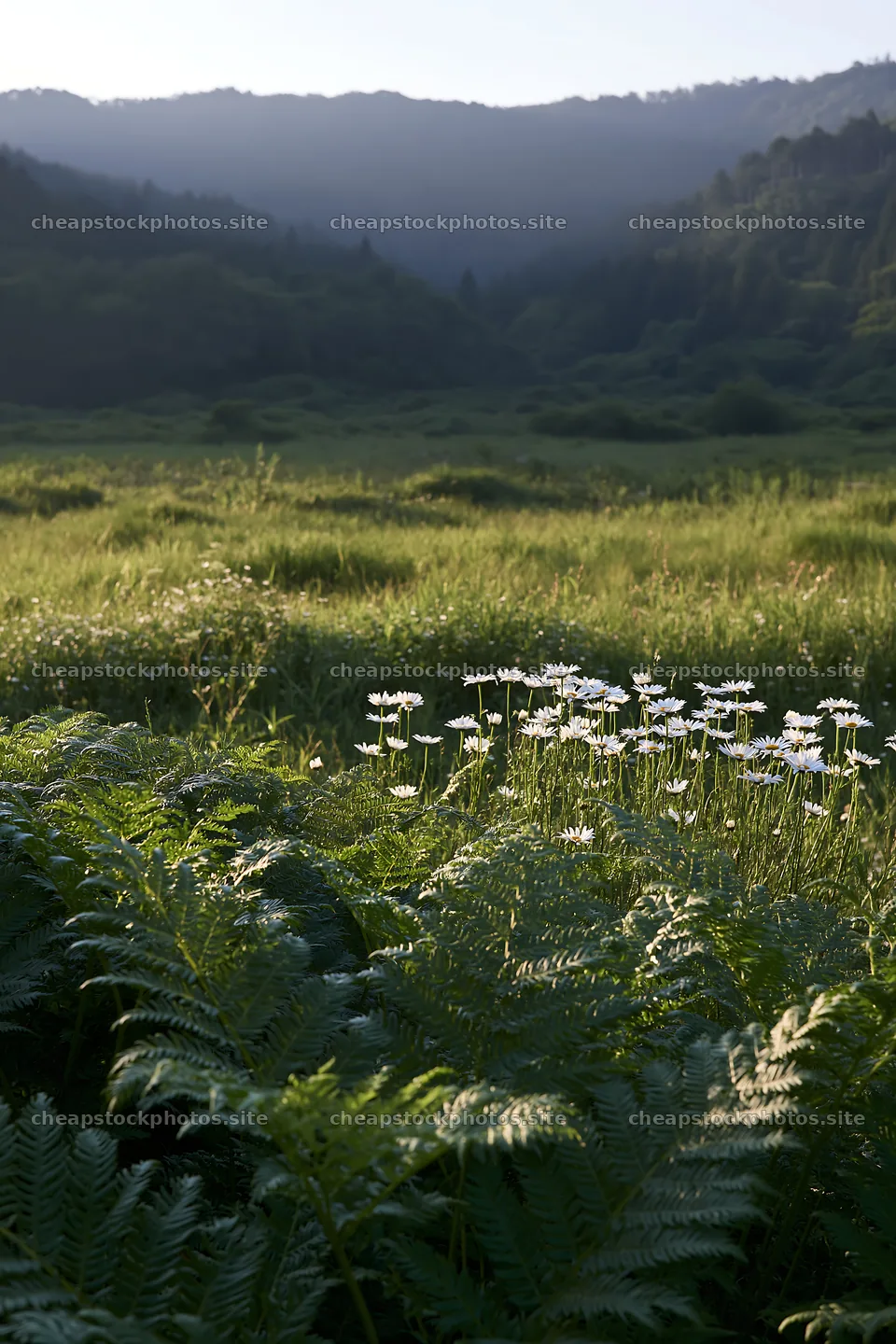 Nara summer meadow with ferns and wildflowers in the foreground – stock photos 6480x9722