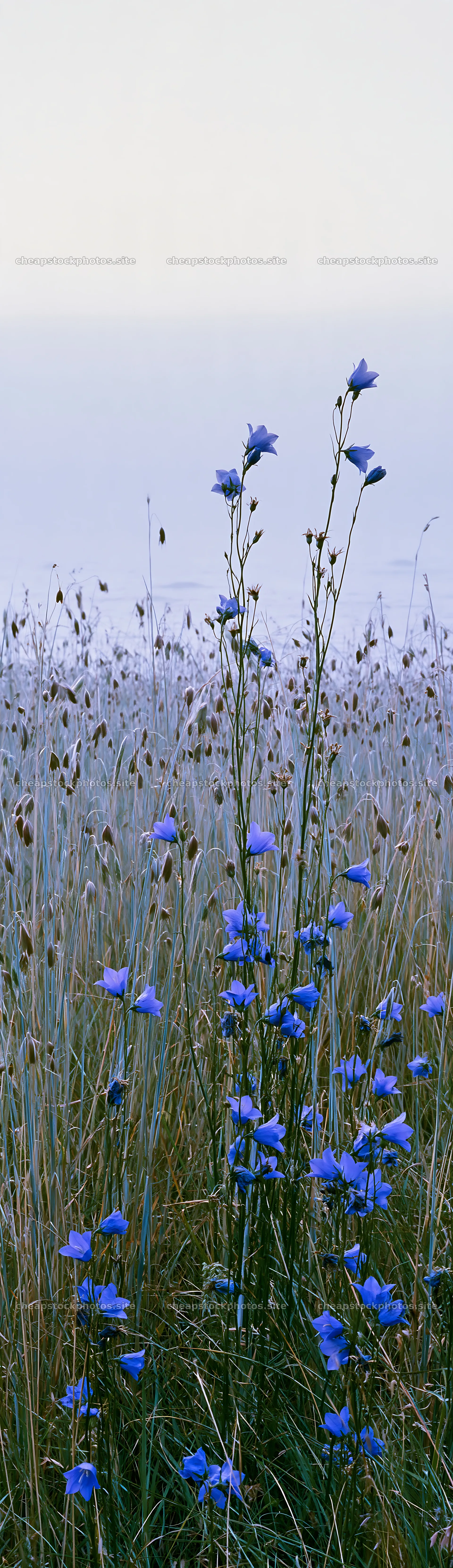 Meadow grass and blue flowers in natural setting – stock photos 4268x14762